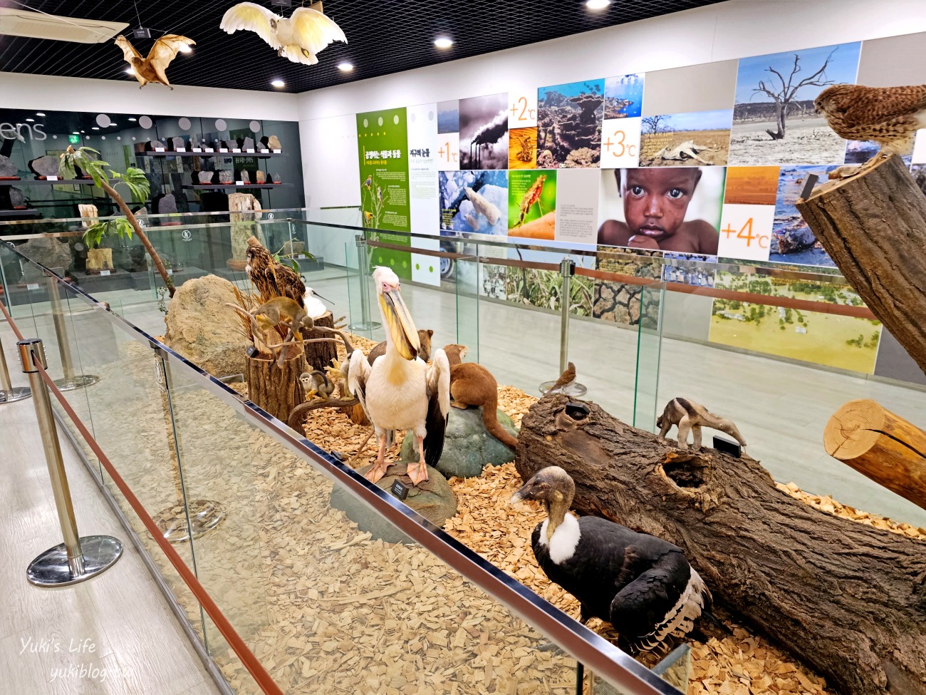 首爾親子景點推薦》首爾動物園～必搭空中纜車太刺激！超大動物園~ - yuki.tw