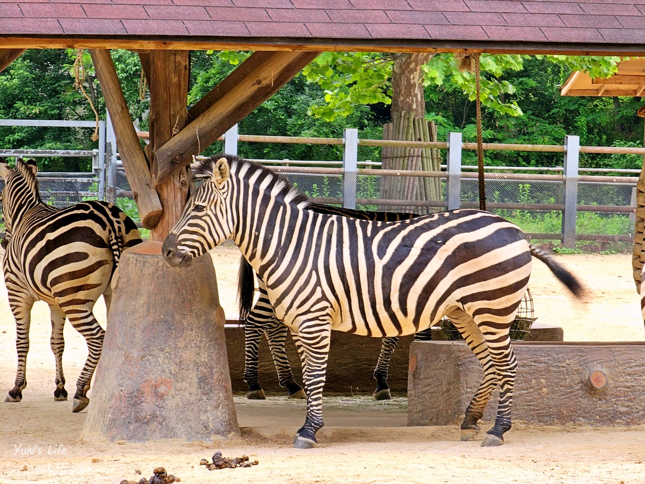 首爾親子景點推薦》首爾動物園～必搭空中纜車太刺激！超大動物園~ - yuki.tw