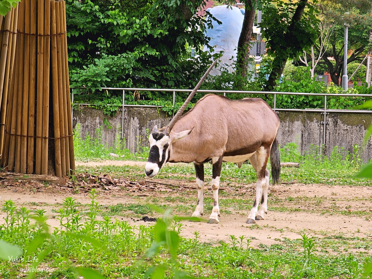 首爾親子景點推薦》首爾動物園～必搭空中纜車太刺激！超大動物園~ - yuki.tw