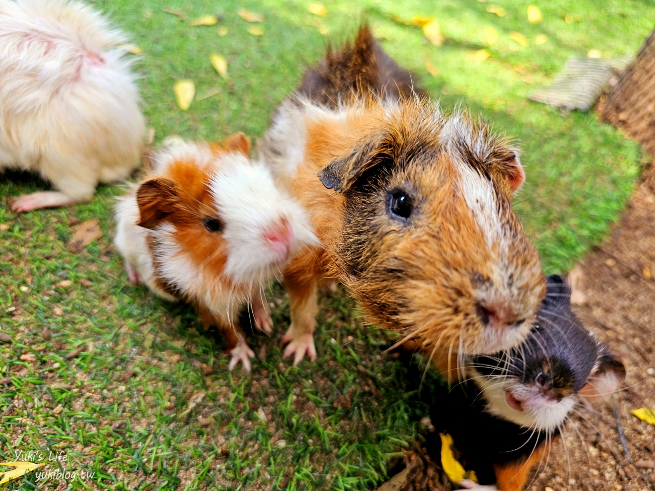 曼谷網美咖啡廳【Room 11 cafe】森林系小型動物園親子景點，餵天竺鼠好療癒~ - yuki.tw