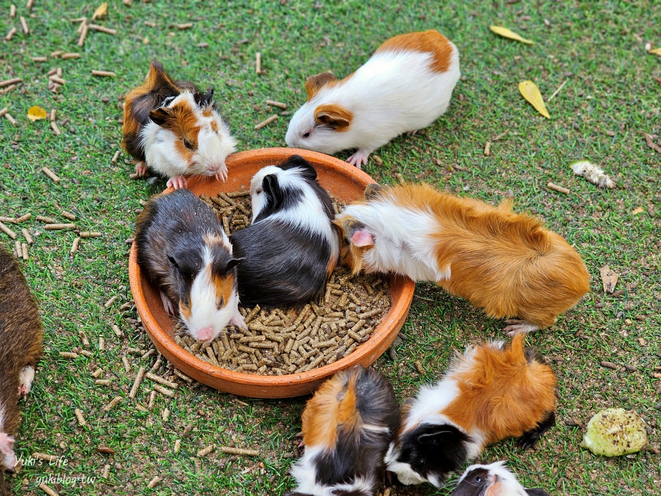 曼谷網美咖啡廳【Room 11 cafe】森林系小型動物園親子景點，餵天竺鼠好療癒~ - yuki.tw