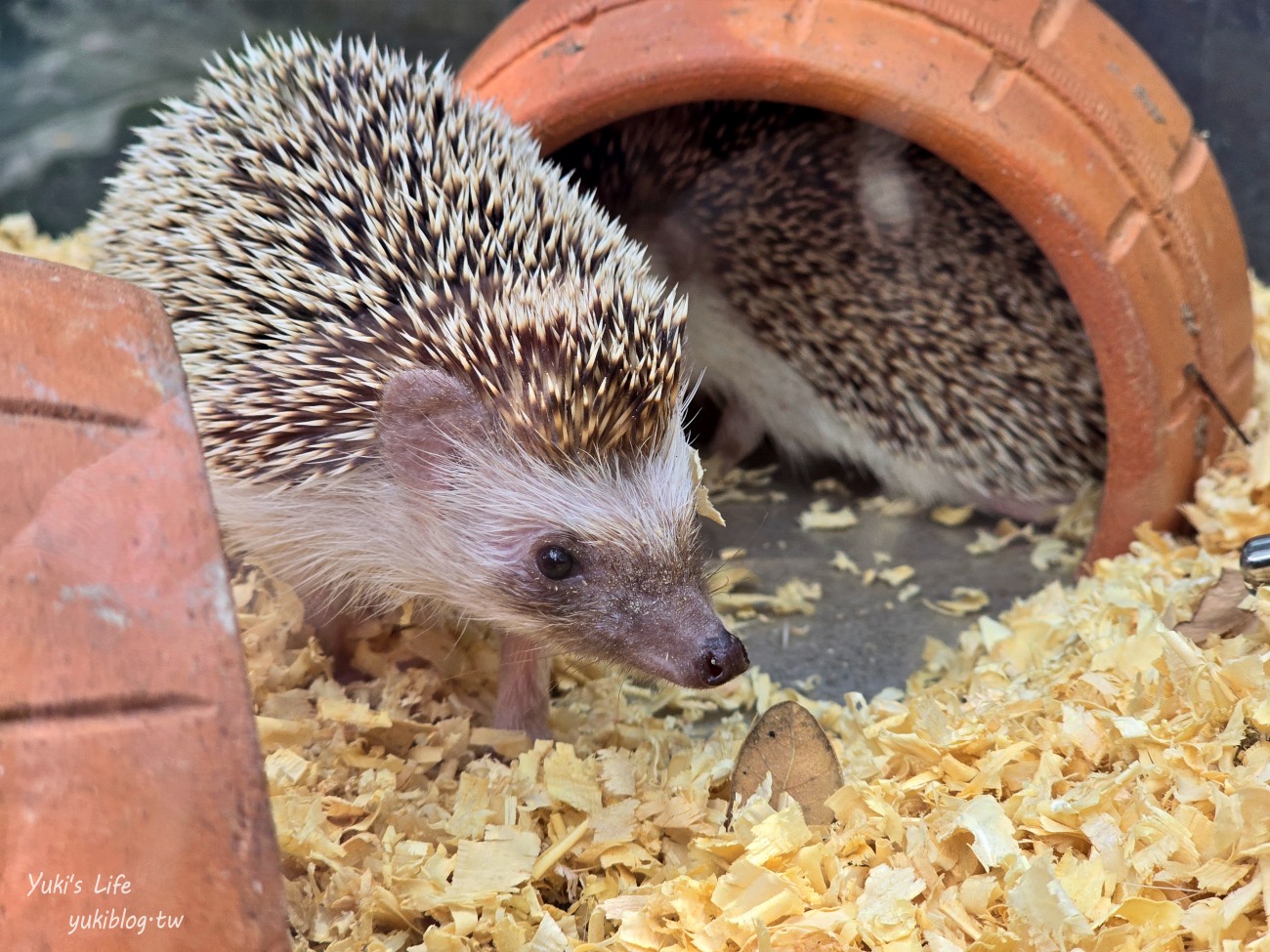 曼谷網美咖啡廳【Room 11 cafe】森林系小型動物園親子景點，餵天竺鼠好療癒~ - yuki.tw