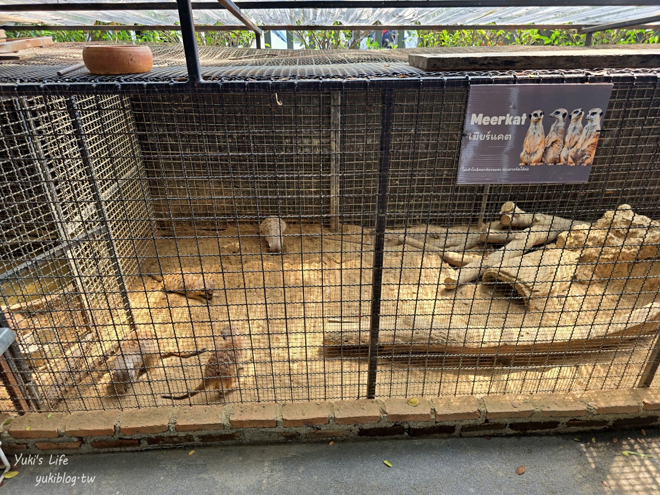 曼谷網美咖啡廳【Room 11 cafe】森林系小型動物園親子景點，餵天竺鼠好療癒~ - yuki.tw