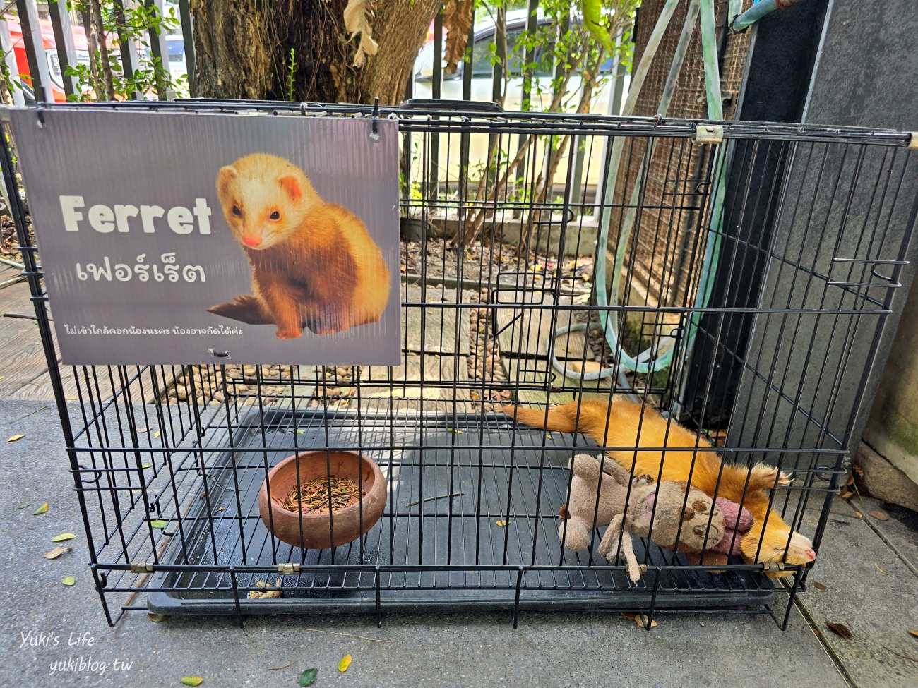 曼谷網美咖啡廳【Room 11 cafe】森林系小型動物園親子景點，餵天竺鼠好療癒~ - yuki.tw