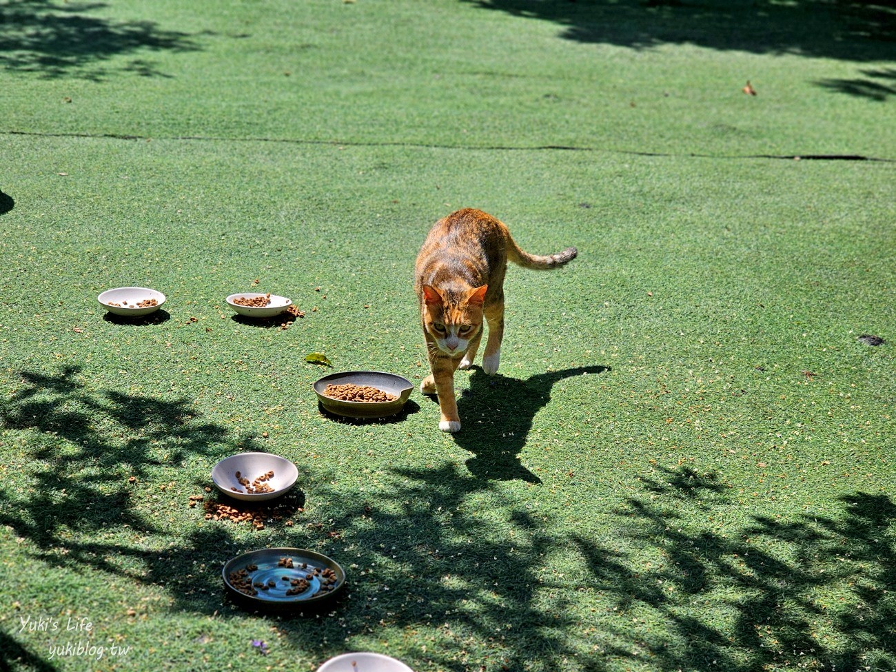 彰化最新景點一日遊│親子必玩景點行程大公開│恐龍樂園.餵鴕鳥.牛奶批發~ - yuki.tw