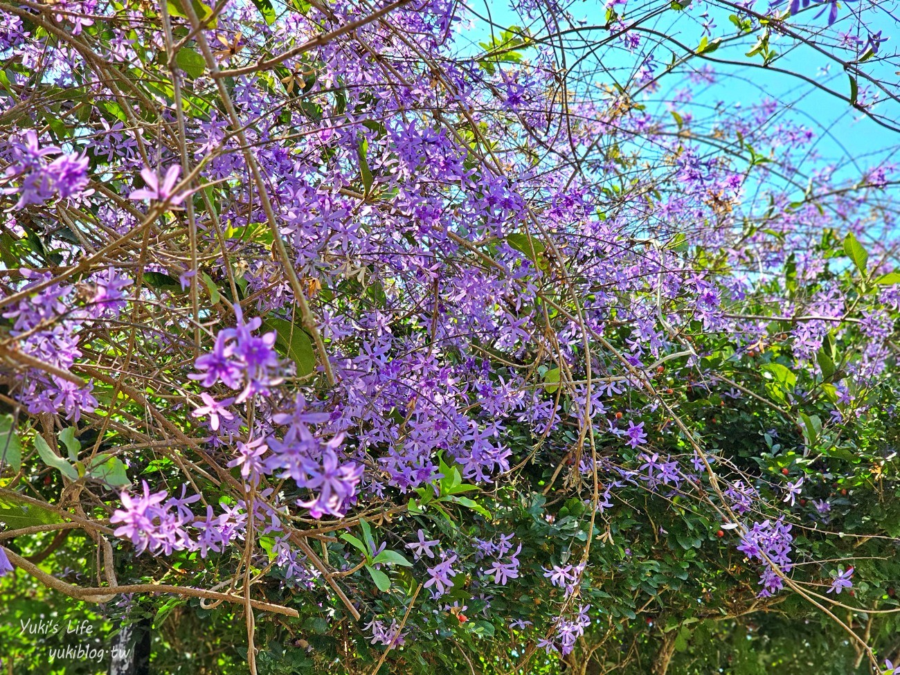 彰化景點【田中窯創藝園區】2024蜀葵花季開跑.錫葉藤爆發~貓咪太療癒~ - yuki.tw