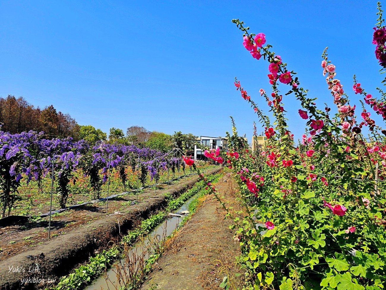 彰化景點【田中窯創藝園區】2024蜀葵花季開跑.錫葉藤爆發~貓咪太療癒~ - yuki.tw