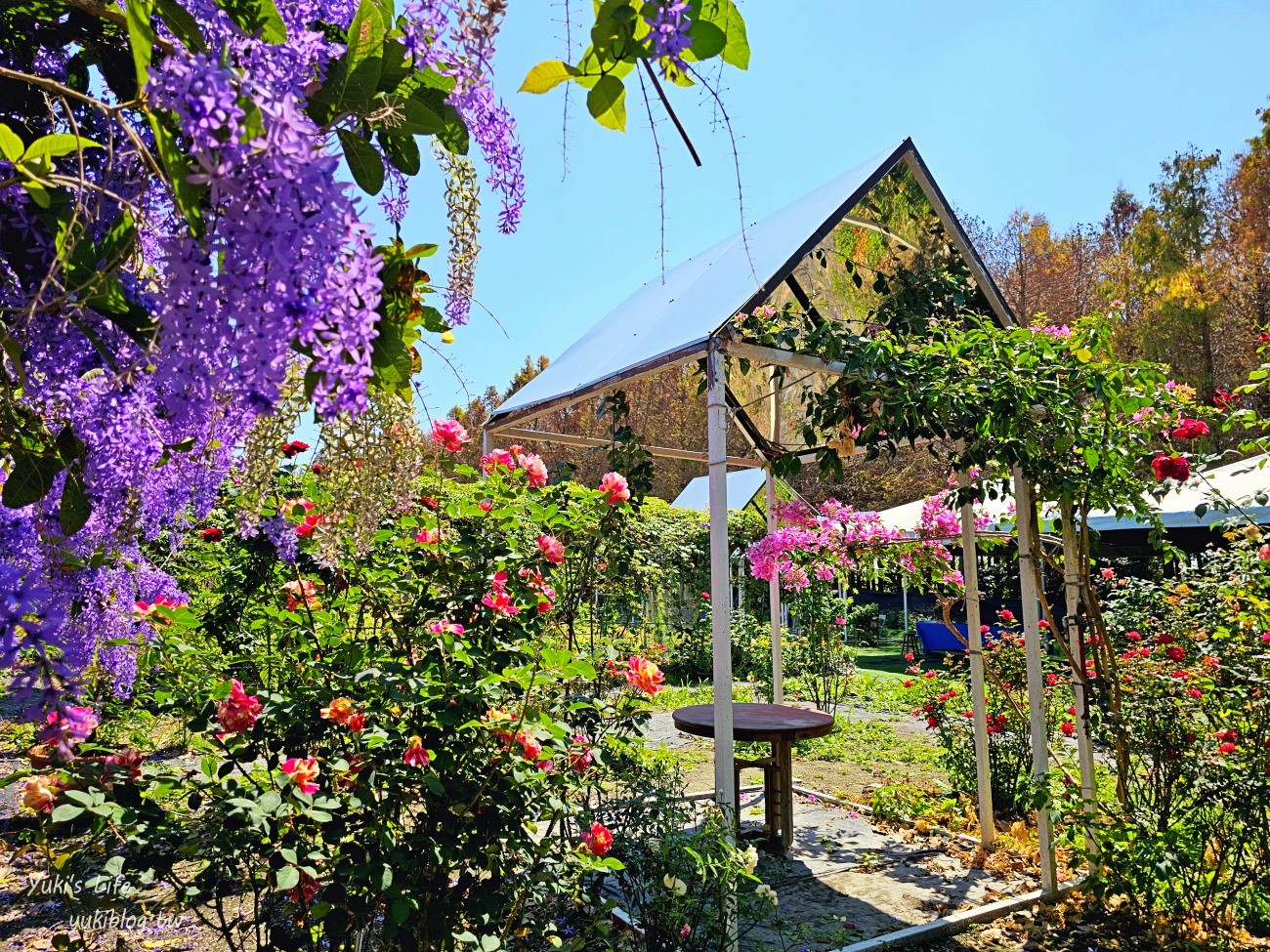 彰化景點【田中窯創藝園區】2024蜀葵花季開跑.錫葉藤爆發~貓咪太療癒~ - yuki.tw