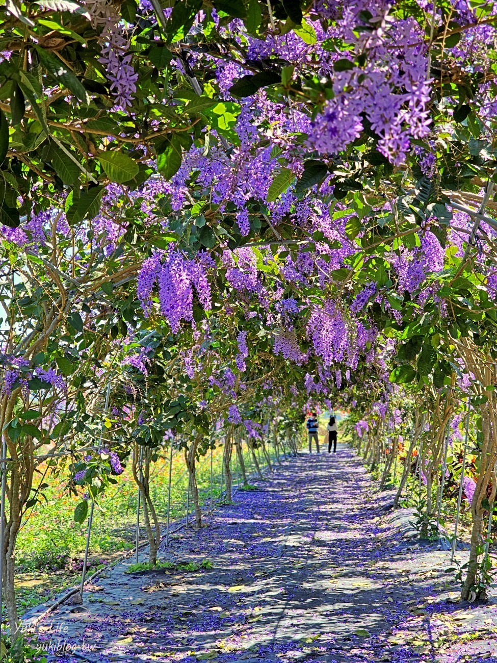 彰化景點【田中窯創藝園區】2024蜀葵花季開跑.錫葉藤爆發~貓咪太療癒~ - yuki.tw