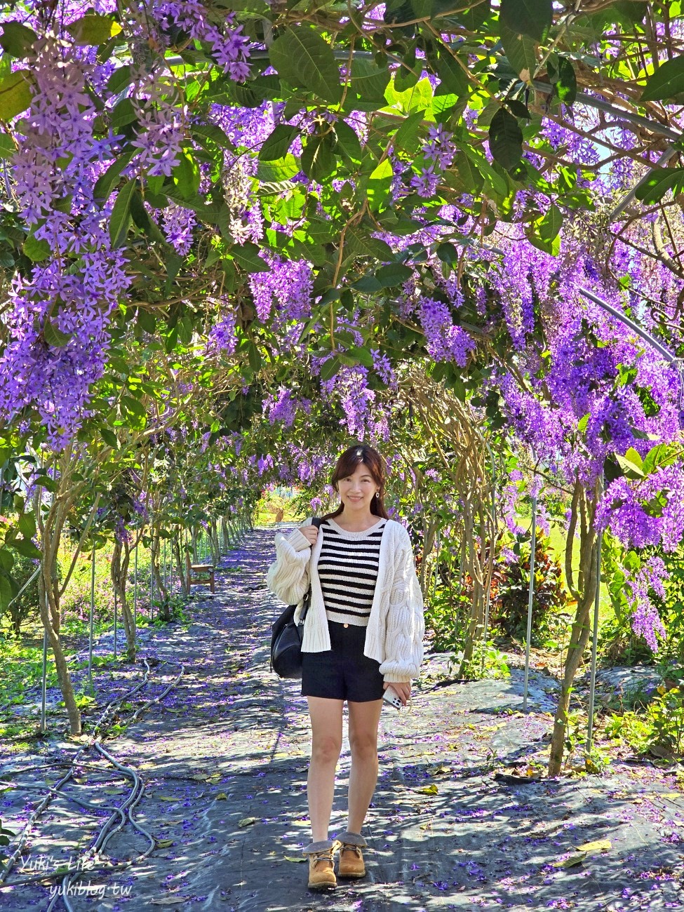 彰化景點【田中窯創藝園區】2024蜀葵花季開跑.錫葉藤爆發~貓咪太療癒~ - yuki.tw