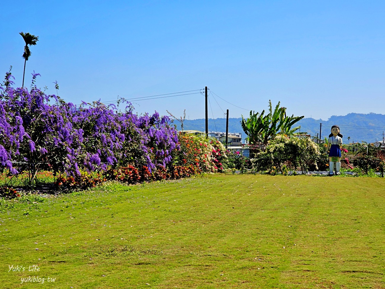 彰化景點【田中窯創藝園區】2024蜀葵花季開跑.錫葉藤爆發~貓咪太療癒~ - yuki.tw