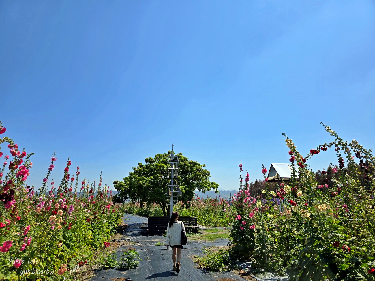 彰化景點【田中窯創藝園區】2024蜀葵花季開跑.錫葉藤爆發~貓咪太療癒~ - yuki.tw