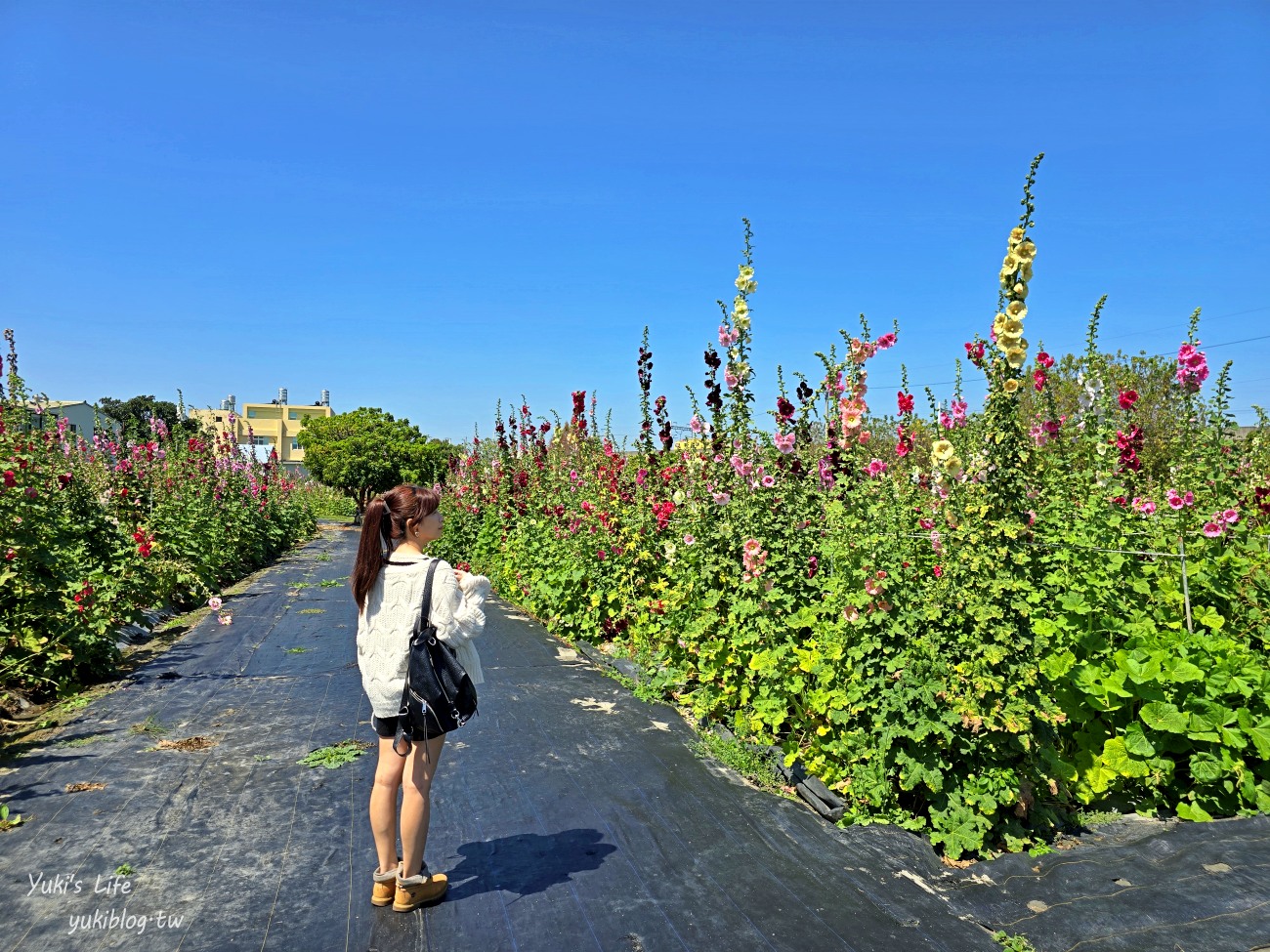 彰化景點【田中窯創藝園區】2024蜀葵花季開跑.錫葉藤爆發~貓咪太療癒~ - yuki.tw