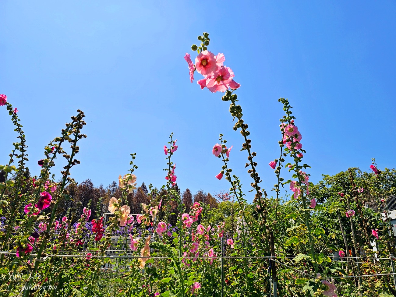 彰化景點【田中窯創藝園區】2024蜀葵花季開跑.錫葉藤爆發~貓咪太療癒~ - yuki.tw