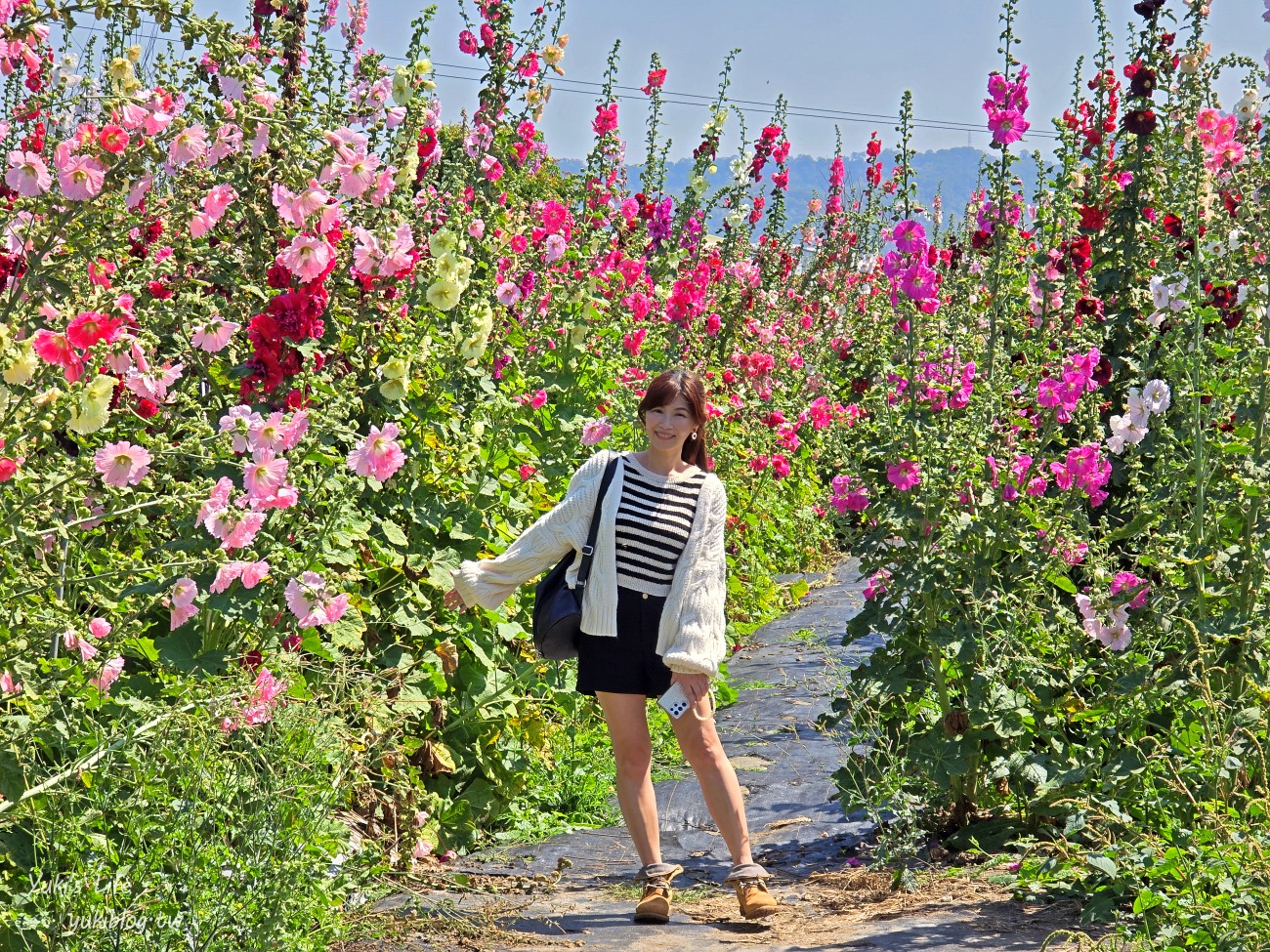 彰化景點【田中窯創藝園區】2024蜀葵花季開跑.錫葉藤爆發~貓咪太療癒~ - yuki.tw