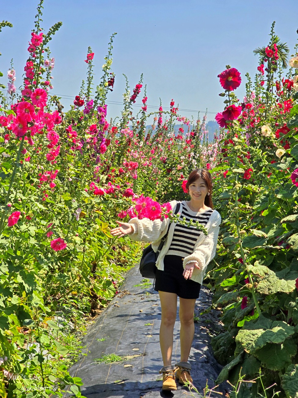 彰化景點【田中窯創藝園區】2024蜀葵花季開跑.錫葉藤爆發~貓咪太療癒~ - yuki.tw