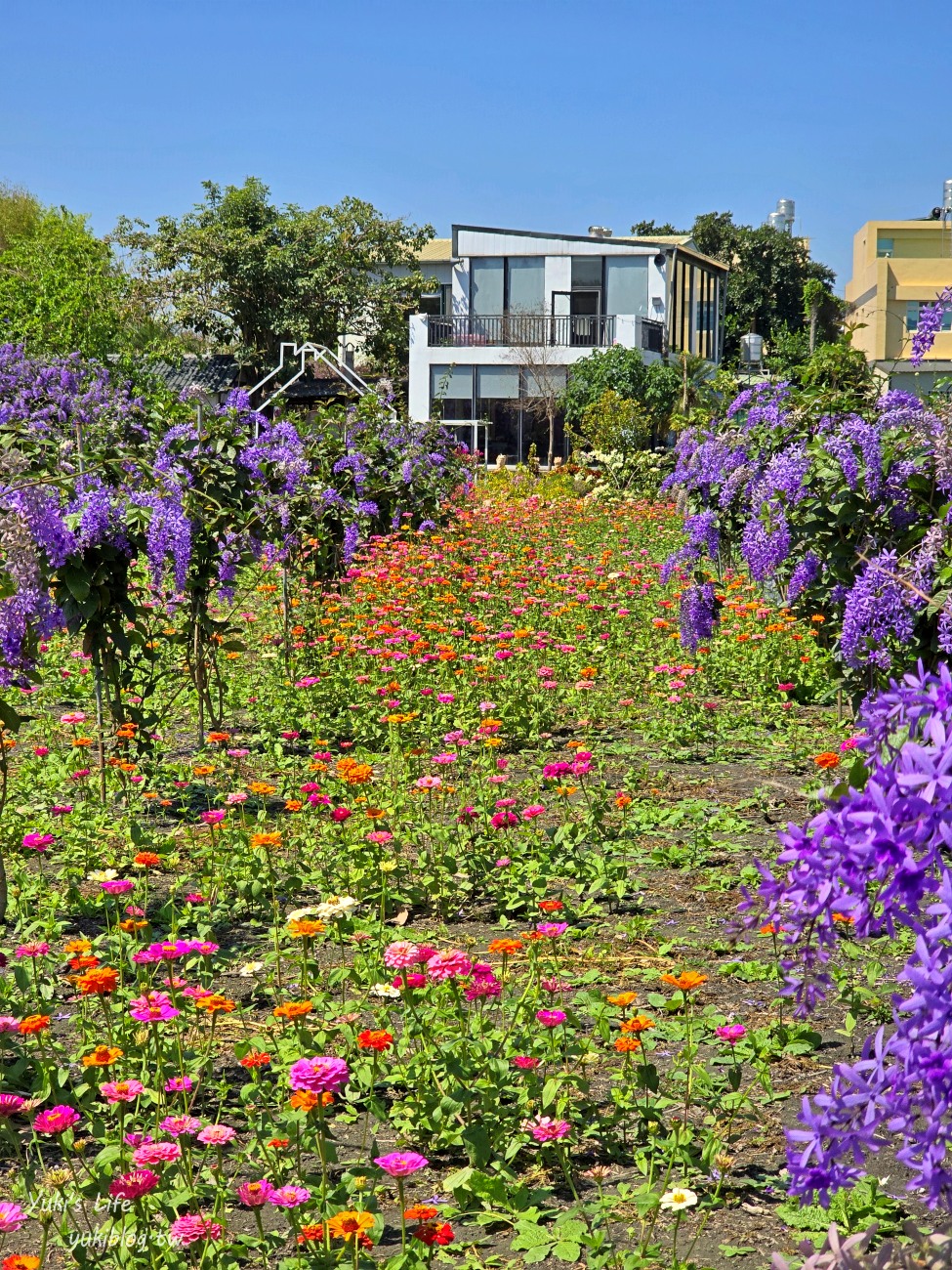 彰化景點【田中窯創藝園區】2024蜀葵花季開跑.錫葉藤爆發~貓咪太療癒~ - yuki.tw