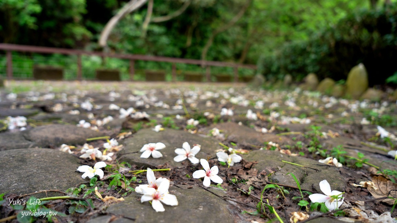 【2024桃園桐花祭】桃園油桐花秘境景點攻略！9處秘境.5條旅行路線.3重禮遇 - yuki.tw