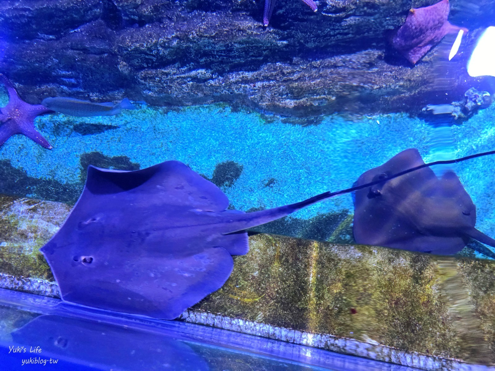 基隆親子景點│潮境智能海洋館、潮境公園│最潮室內水族館.門票.交通.必拍美照攻略 - yuki.tw