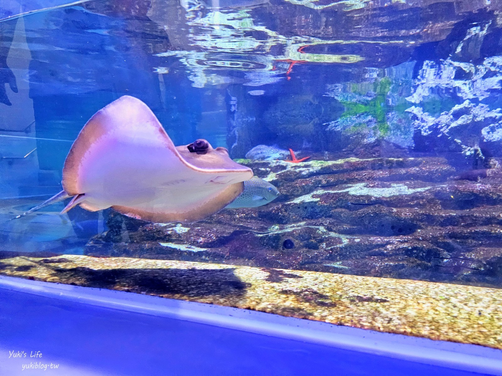 基隆親子景點│潮境智能海洋館、潮境公園│最潮室內水族館.門票.交通.必拍美照攻略 - yuki.tw