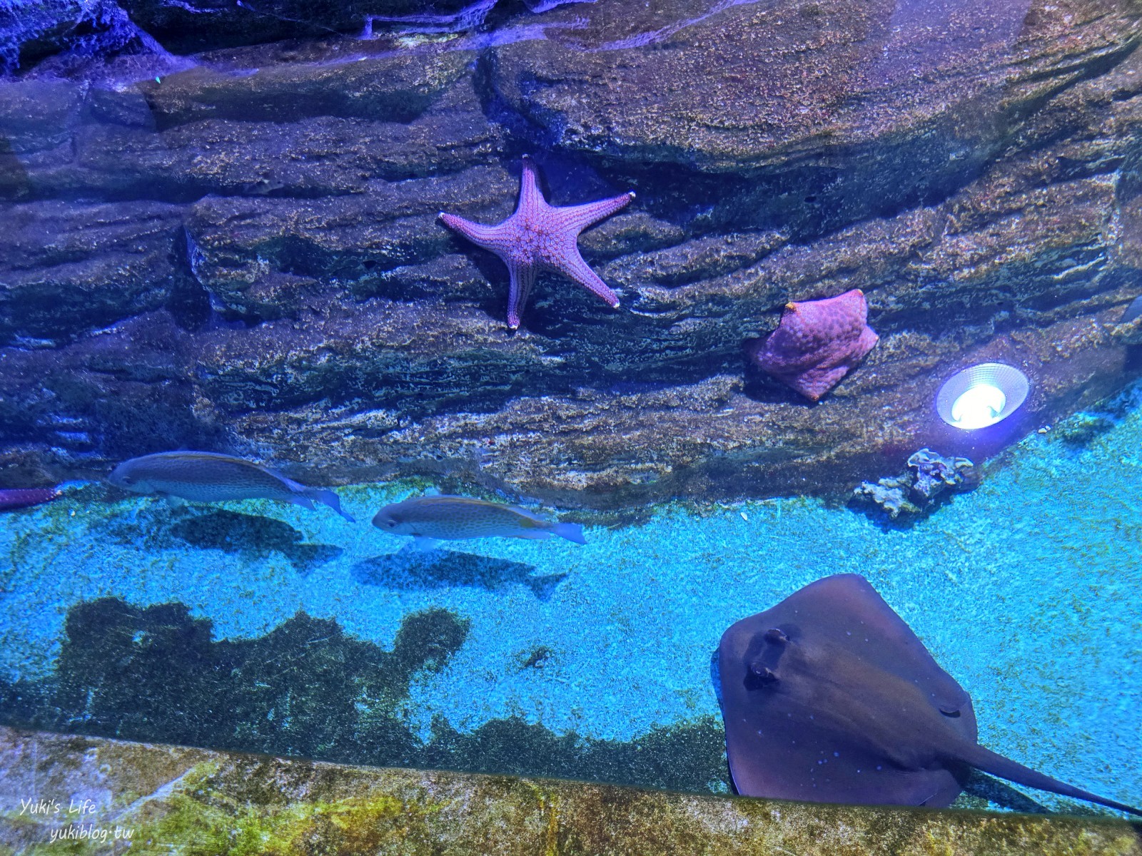 基隆親子景點│潮境智能海洋館、潮境公園│最潮室內水族館.門票.交通.必拍美照攻略 - yuki.tw