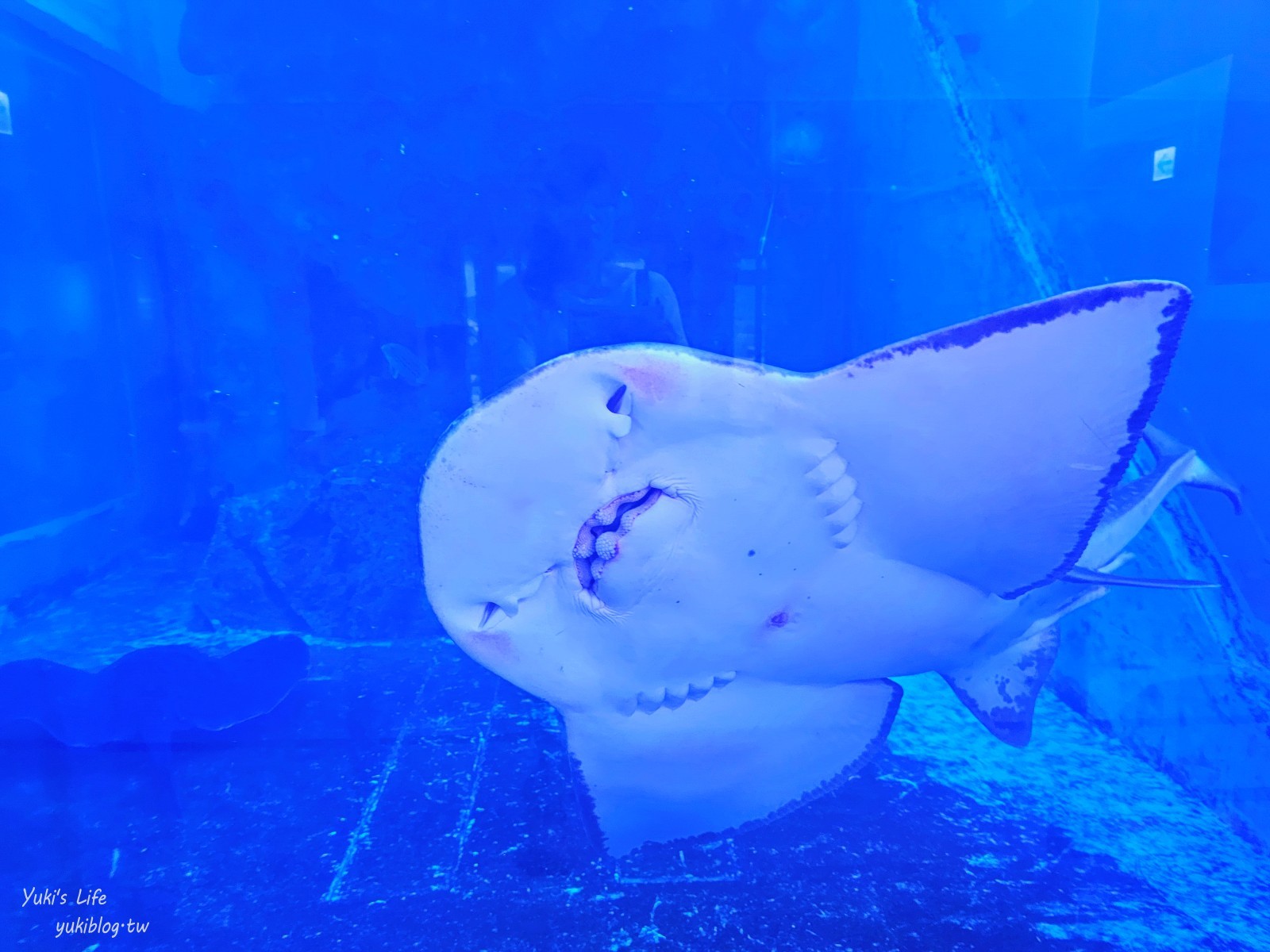 基隆親子景點│潮境智能海洋館、潮境公園│最潮室內水族館.門票.交通.必拍美照攻略 - yuki.tw