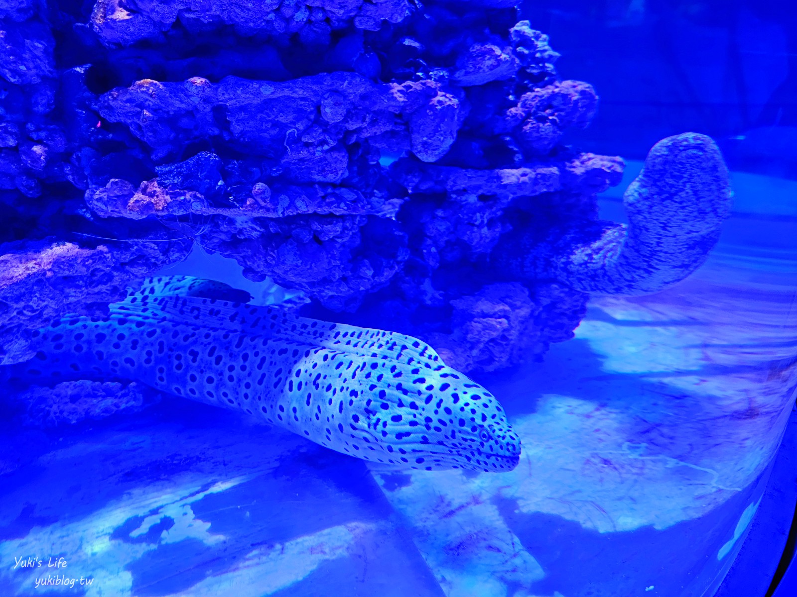 基隆親子景點│潮境智能海洋館、潮境公園│最潮室內水族館.門票.交通.必拍美照攻略 - yuki.tw