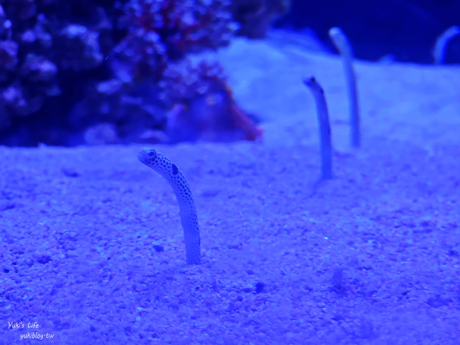 基隆親子景點│潮境智能海洋館、潮境公園│最潮室內水族館.門票.交通.必拍美照攻略 - yuki.tw