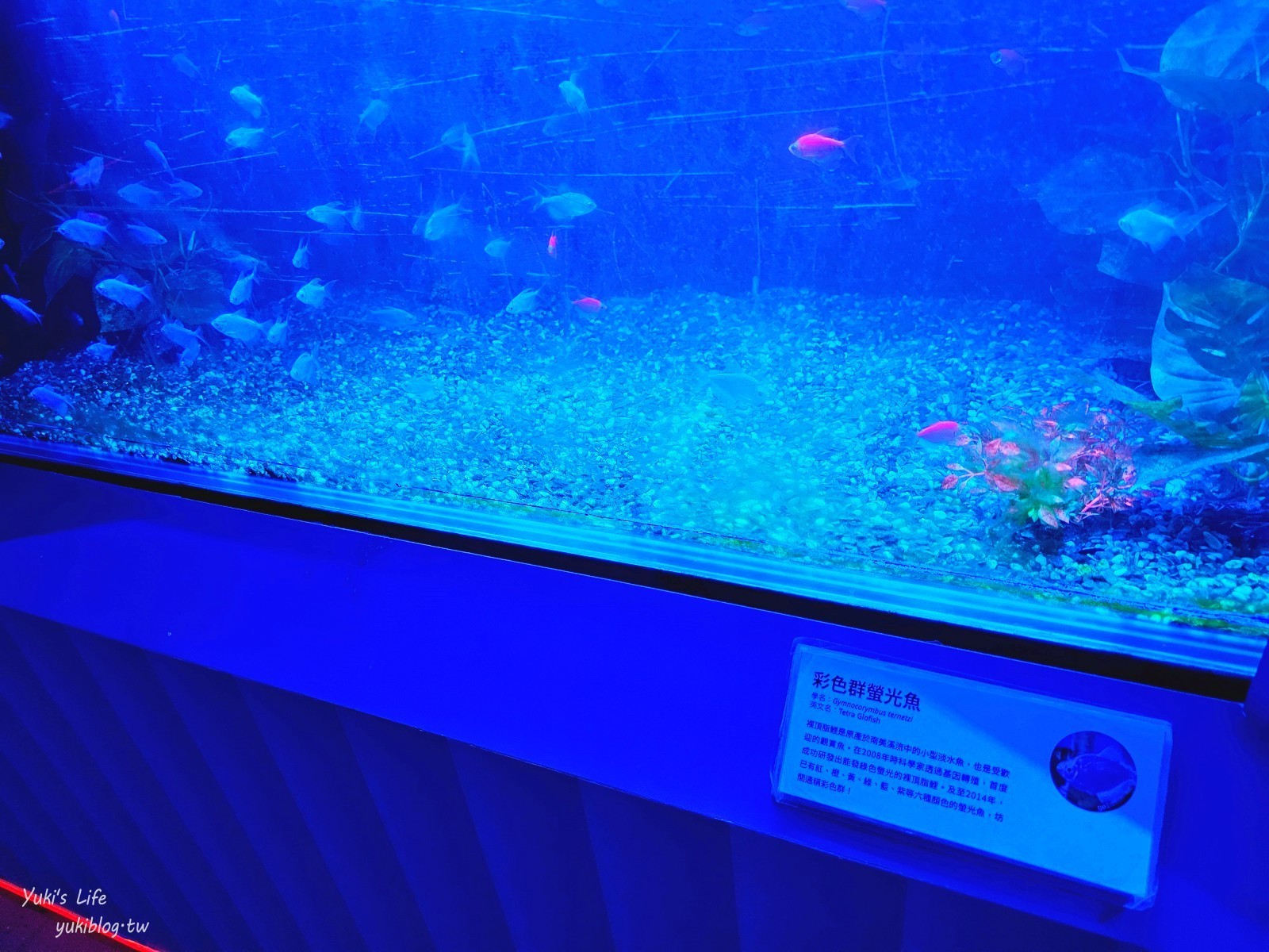 基隆親子景點│潮境智能海洋館、潮境公園│最潮室內水族館.門票.交通.必拍美照攻略 - yuki.tw