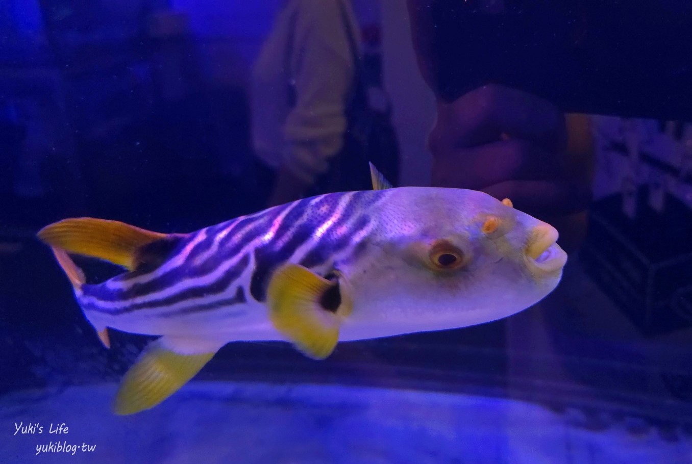 基隆親子景點│潮境智能海洋館、潮境公園│最潮室內水族館.門票.交通.必拍美照攻略 - yuki.tw