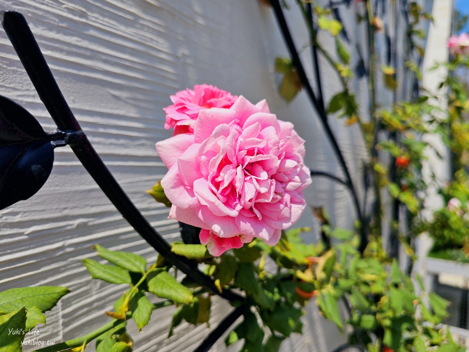 台南免門票景點|雅聞湖濱療癒森林|玫瑰花園裡泥座小屋好可愛！來到人小國～ - yuki.tw