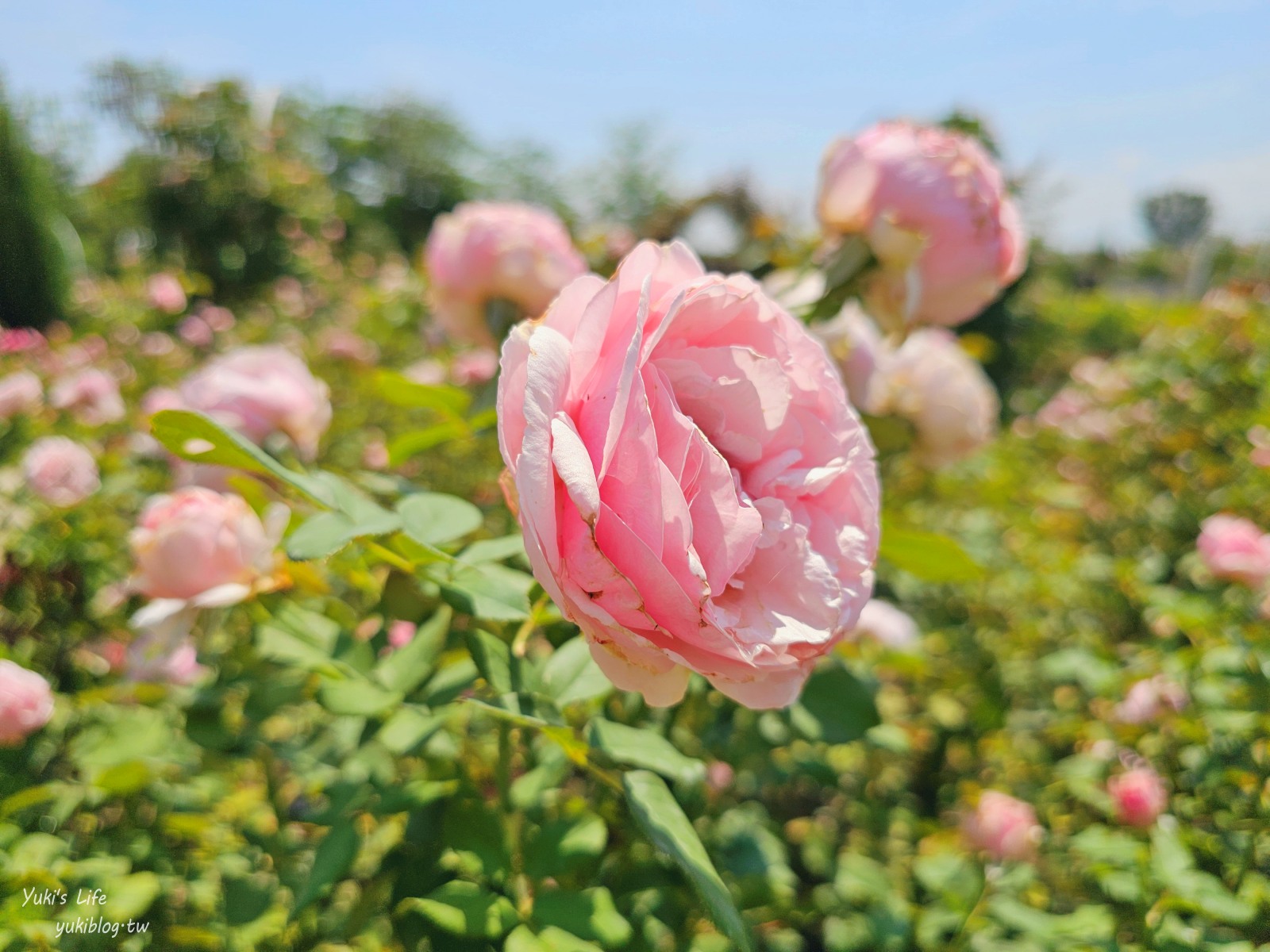 台南免門票景點|雅聞湖濱療癒森林|玫瑰花園裡泥座小屋好可愛！來到人小國～ - yuki.tw