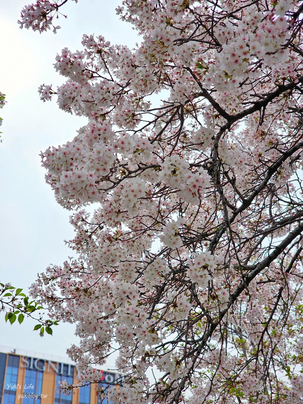 首爾景點》汝矣島漢江公園，野餐賞櫻花攻略！人來就好直接租野餐墊超方便！韓劇迷必朝聖 - yuki.tw