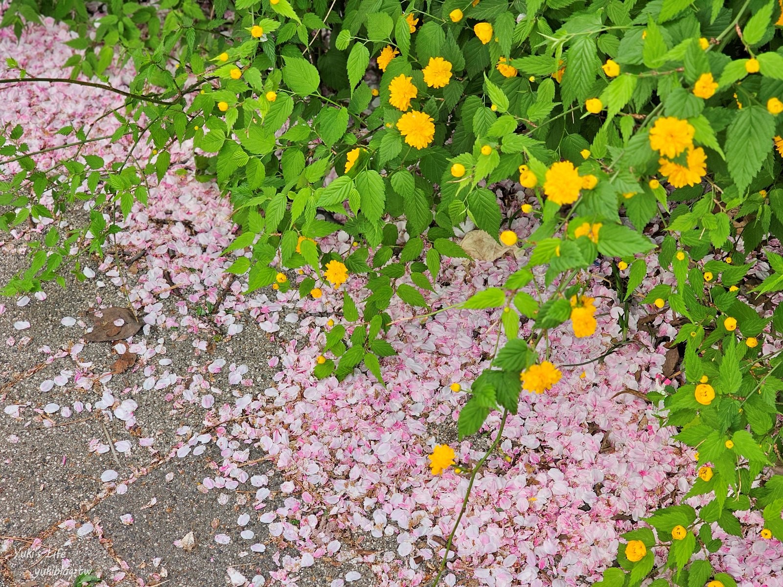 首爾景點》汝矣島漢江公園，野餐賞櫻花攻略！人來就好直接租野餐墊超方便！韓劇迷必朝聖 - yuki.tw