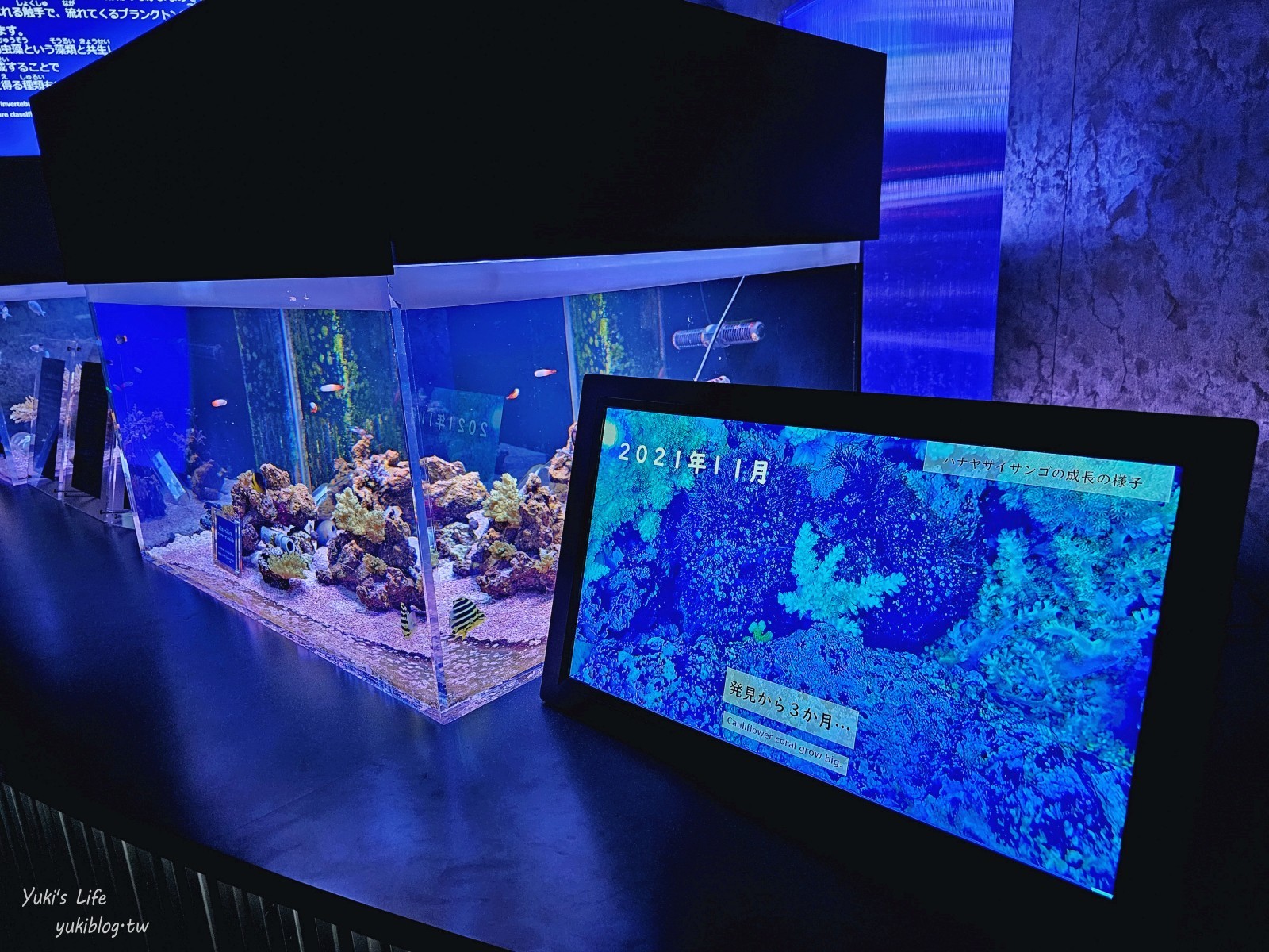 東京室內品川水族館最萌亮點「Maxell Aqua Park」海豚表演時間、驚喜的海洋體驗！ - yuki.tw