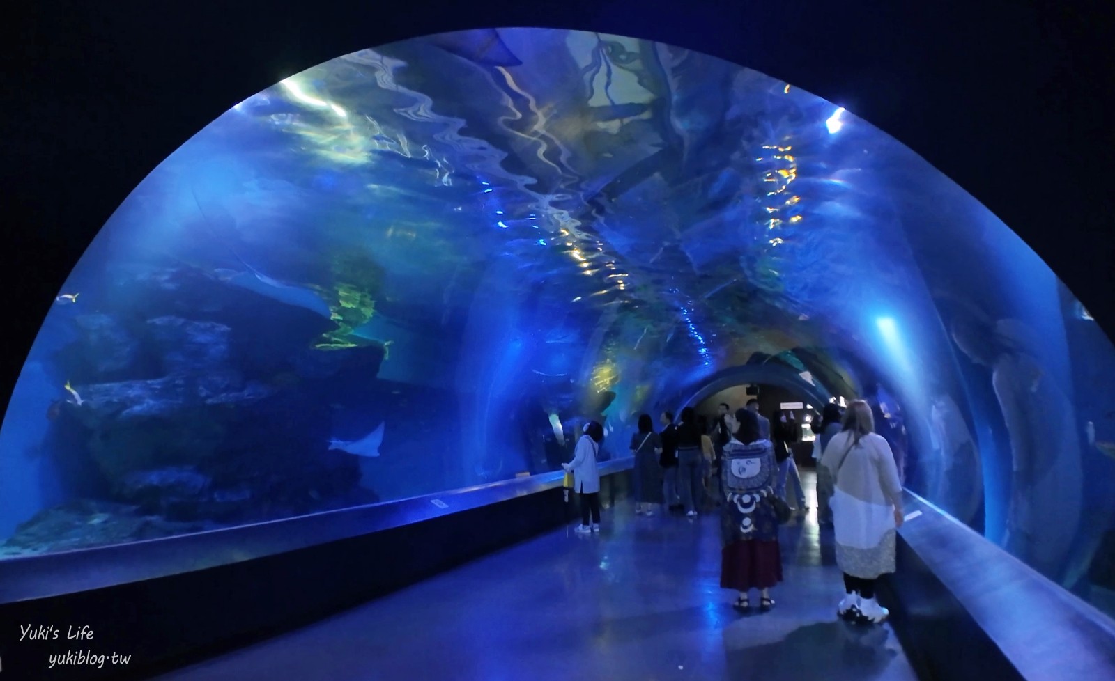 東京室內品川水族館最萌亮點「Maxell Aqua Park」海豚表演時間、驚喜的海洋體驗！ - yuki.tw