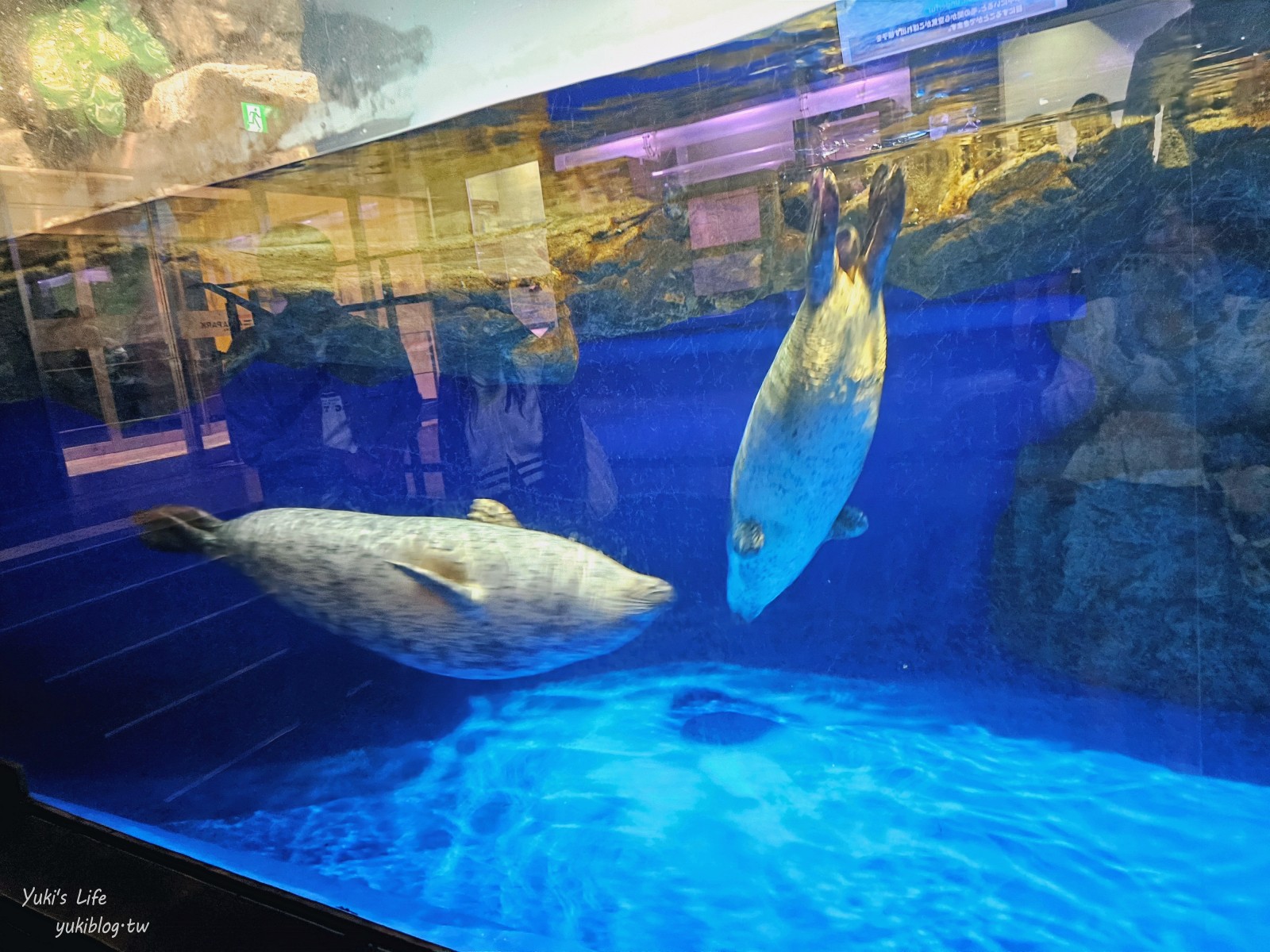 東京室內品川水族館最萌亮點「Maxell Aqua Park」海豚表演時間、驚喜的海洋體驗！ - yuki.tw