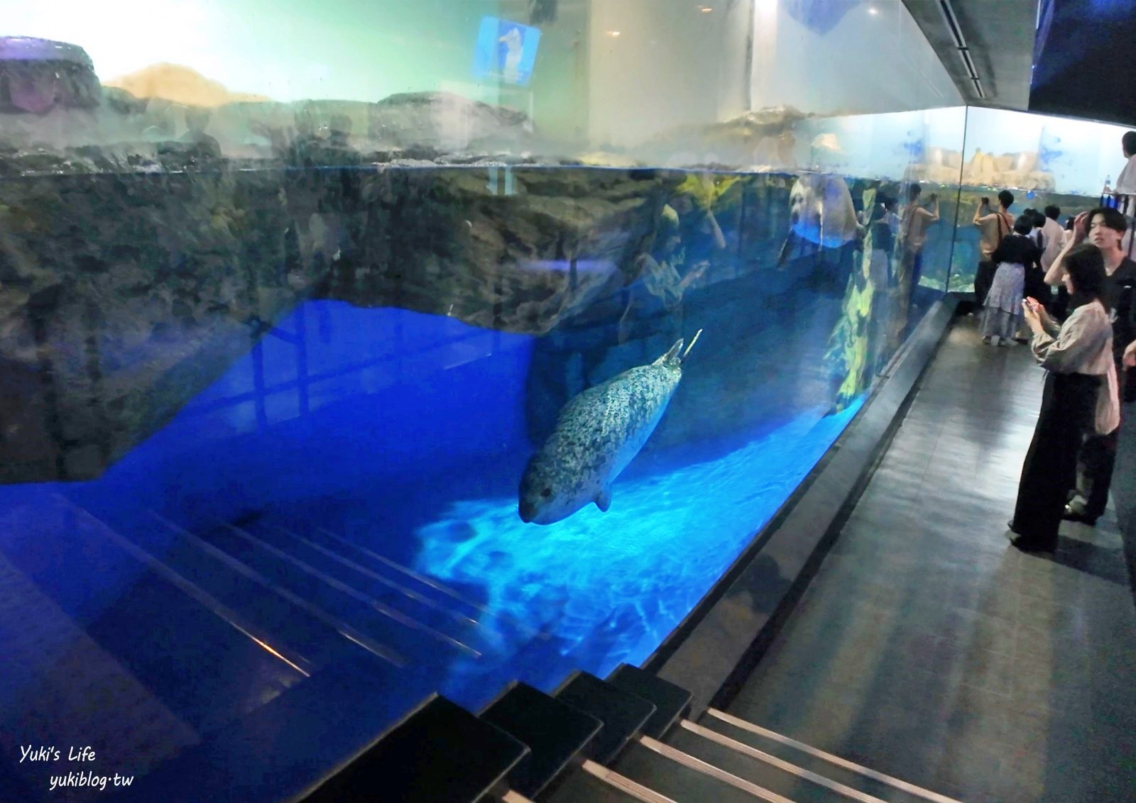 東京室內品川水族館最萌亮點「Maxell Aqua Park」海豚表演時間、驚喜的海洋體驗！ - yuki.tw