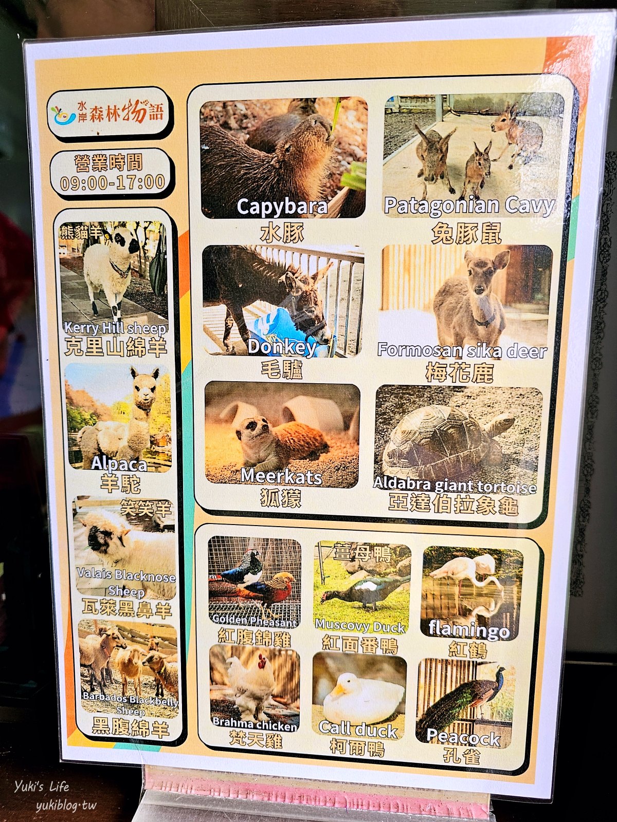 宜蘭親子景點【水岸-森林物語可愛動物園區】摸水豚抱笑笑羊好療癒！多達20種可愛動物~ - yuki.tw