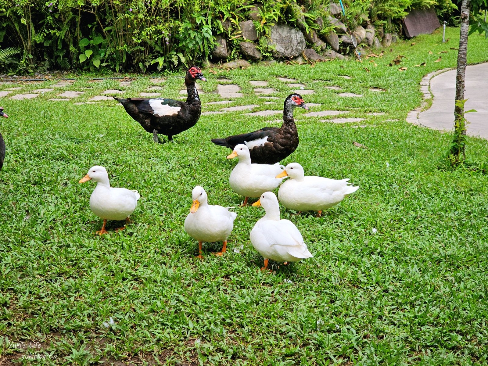 宜蘭親子景點【水岸-森林物語可愛動物園區】摸水豚抱笑笑羊好療癒！多達20種可愛動物~ - yuki.tw