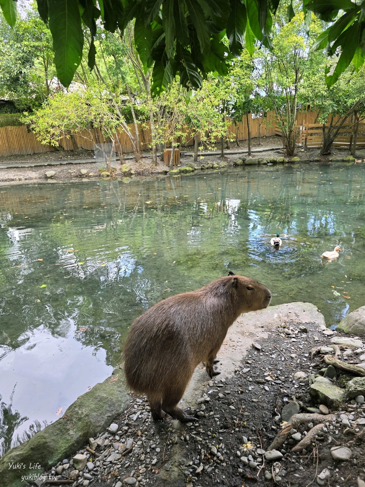 宜蘭親子景點【水岸-森林物語可愛動物園區】摸水豚抱笑笑羊好療癒！多達20種可愛動物~ - yuki.tw