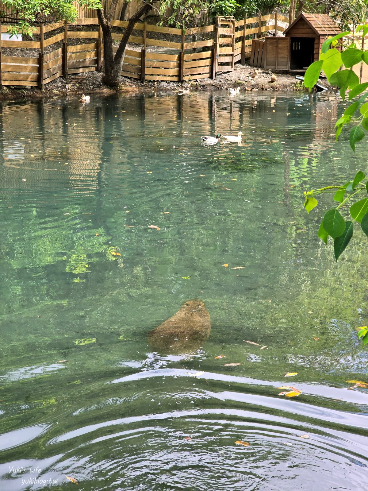 宜蘭親子景點【水岸-森林物語可愛動物園區】摸水豚抱笑笑羊好療癒！多達20種可愛動物~ - yuki.tw