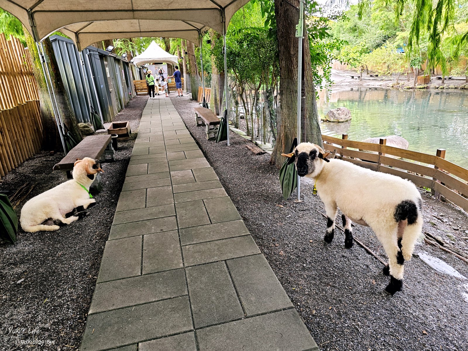 宜蘭親子景點【水岸-森林物語可愛動物園區】摸水豚抱笑笑羊好療癒！多達20種可愛動物~ - yuki.tw