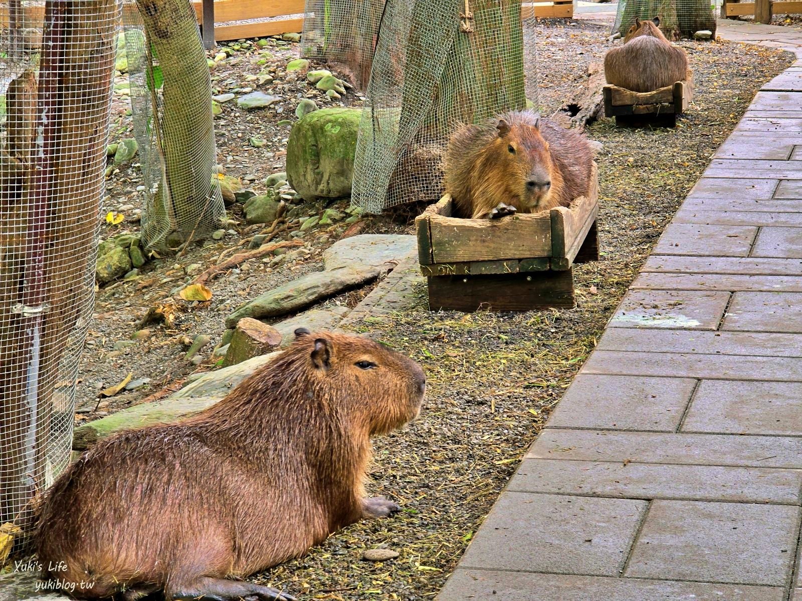 宜蘭親子景點【水岸-森林物語可愛動物園區】摸水豚抱笑笑羊好療癒！多達20種可愛動物~ - yuki.tw