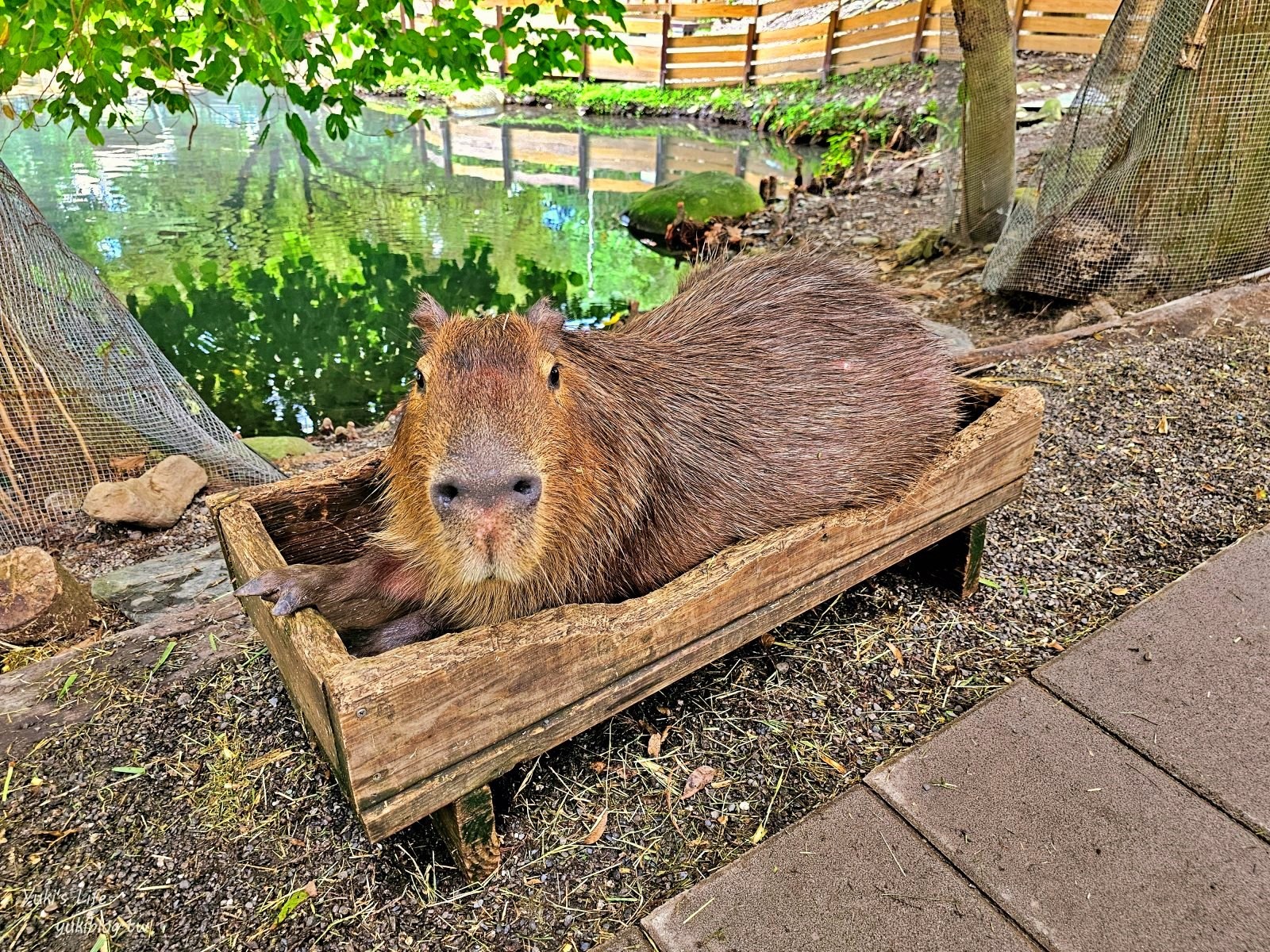 宜蘭親子景點【水岸-森林物語可愛動物園區】摸水豚抱笑笑羊好療癒！多達20種可愛動物~ - yuki.tw