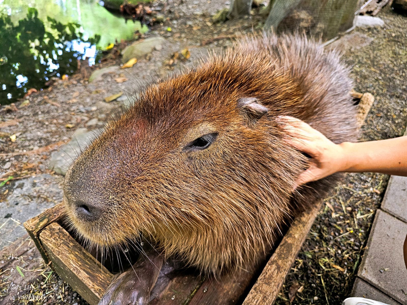 宜蘭親子景點【水岸-森林物語可愛動物園區】摸水豚抱笑笑羊好療癒！多達20種可愛動物~ - yuki.tw