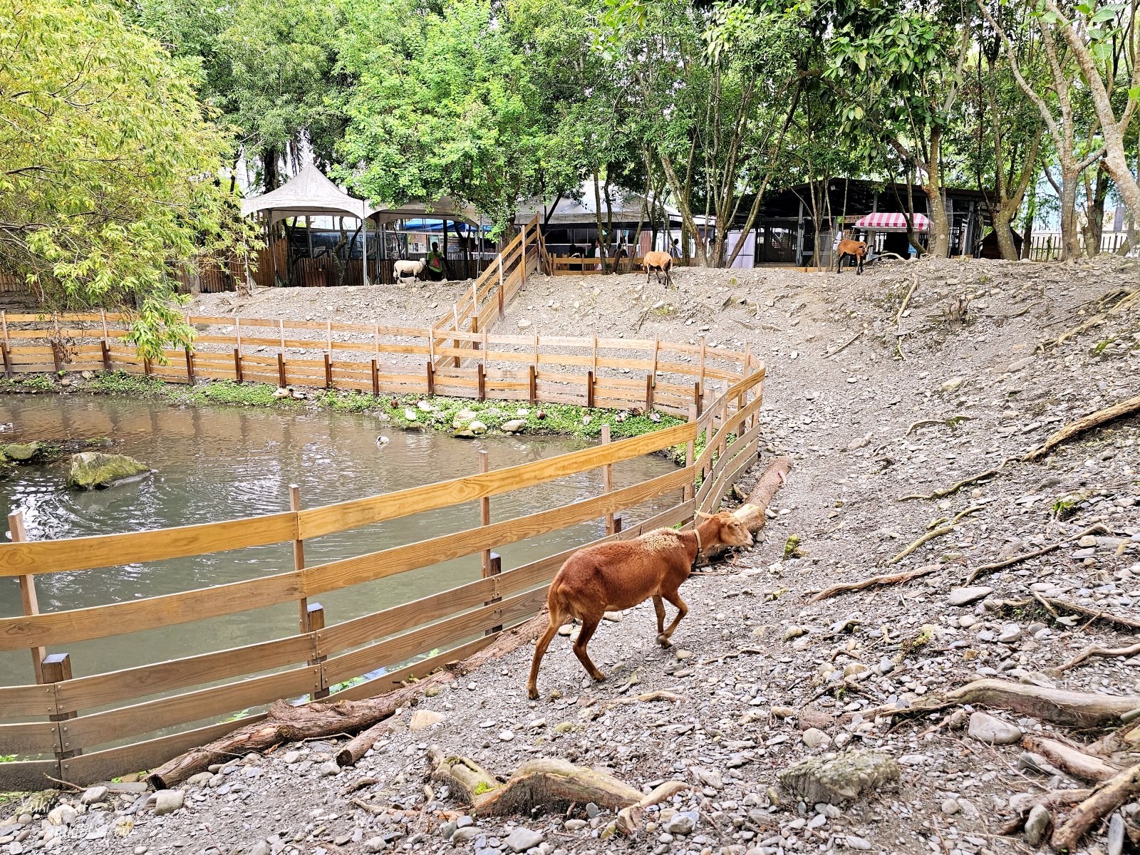 宜蘭親子景點【水岸-森林物語可愛動物園區】摸水豚抱笑笑羊好療癒！多達20種可愛動物~ - yuki.tw