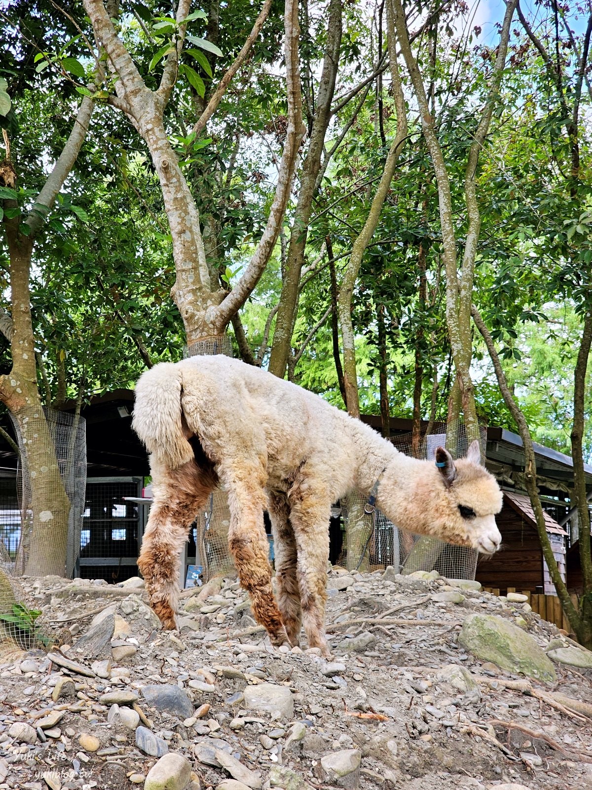 宜蘭親子景點【水岸-森林物語可愛動物園區】摸水豚抱笑笑羊好療癒！多達20種可愛動物~ - yuki.tw