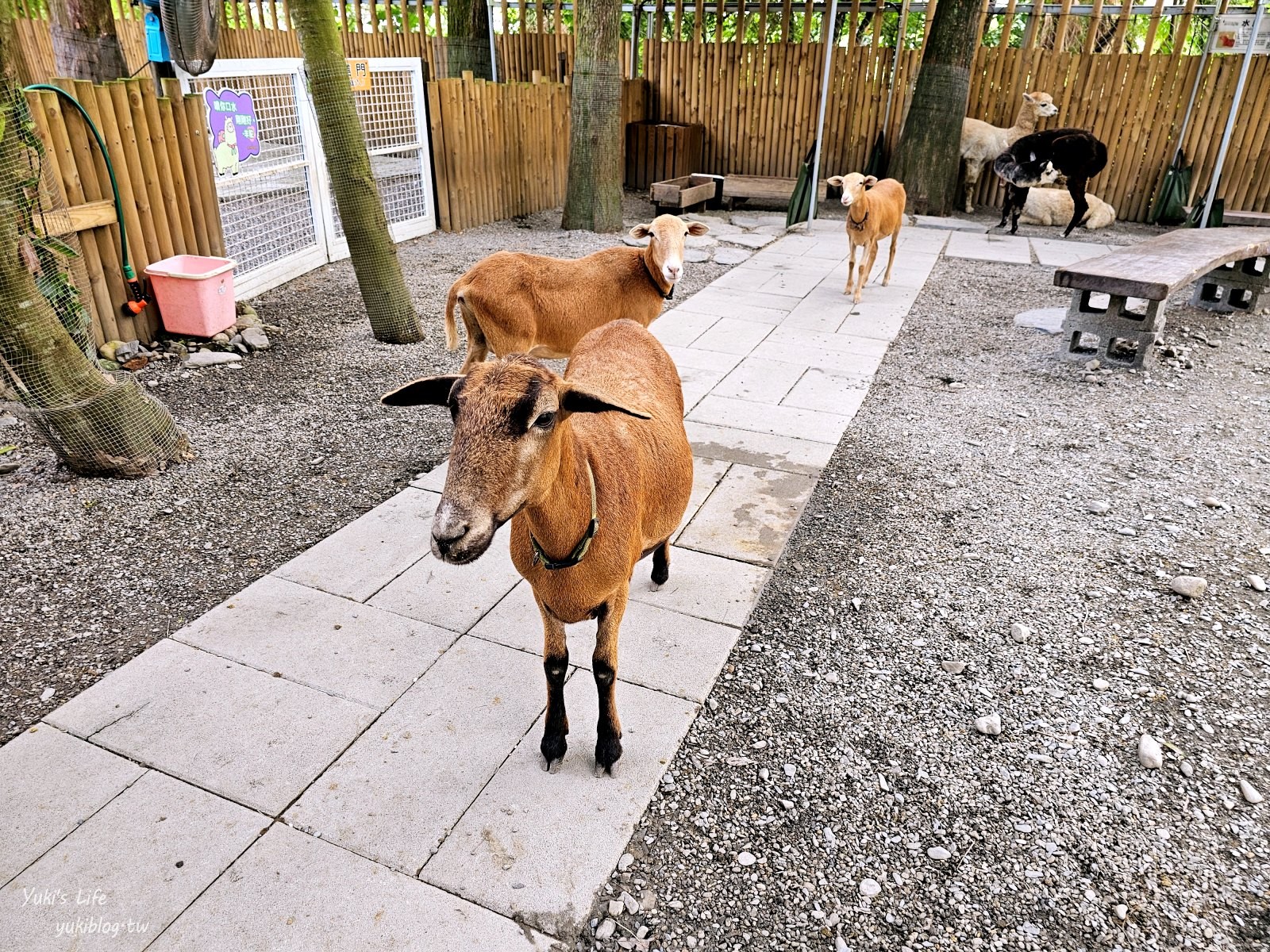 宜蘭親子景點【水岸-森林物語可愛動物園區】摸水豚抱笑笑羊好療癒！多達20種可愛動物~ - yuki.tw