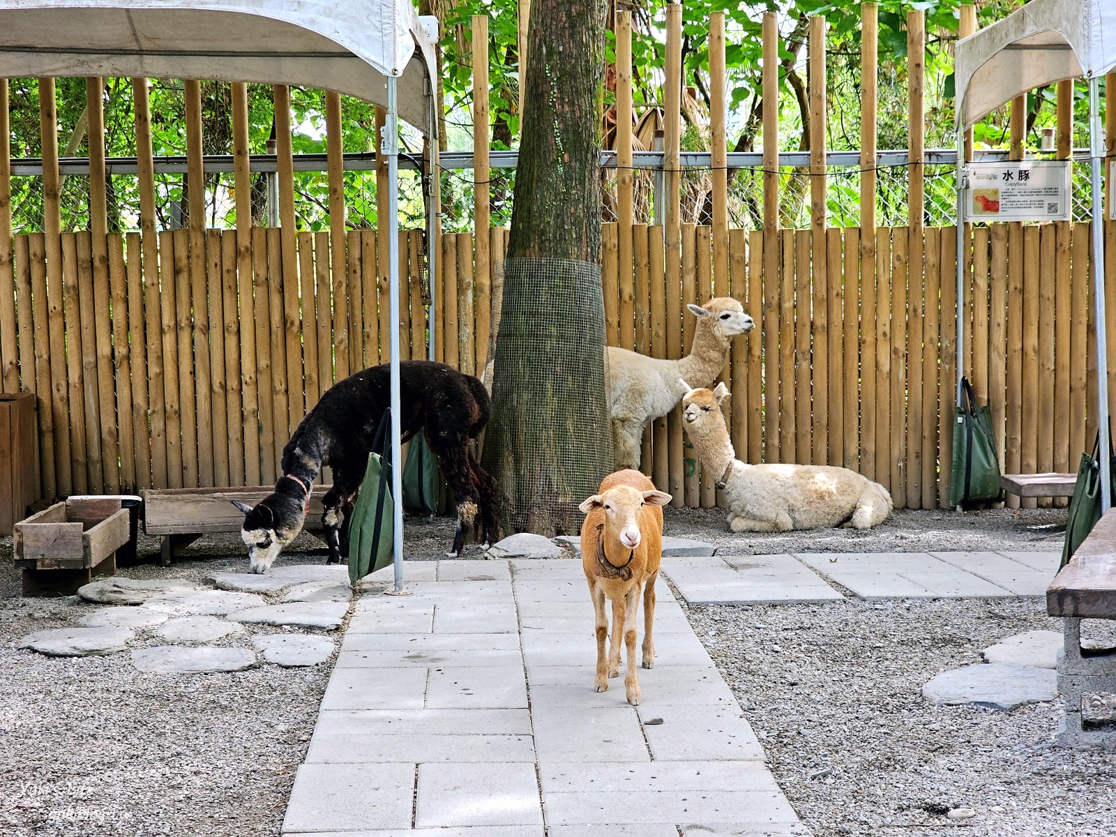 宜蘭親子景點【水岸-森林物語可愛動物園區】摸水豚抱笑笑羊好療癒！多達20種可愛動物~ - yuki.tw